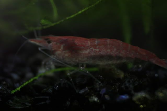 shrimps3.jpg