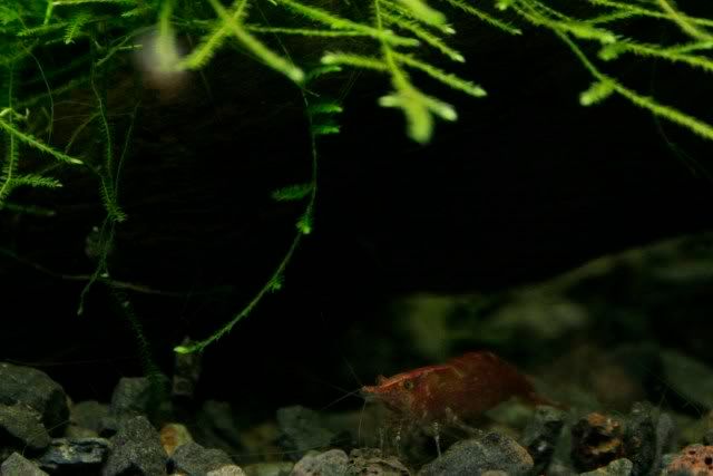 shrimps6.jpg