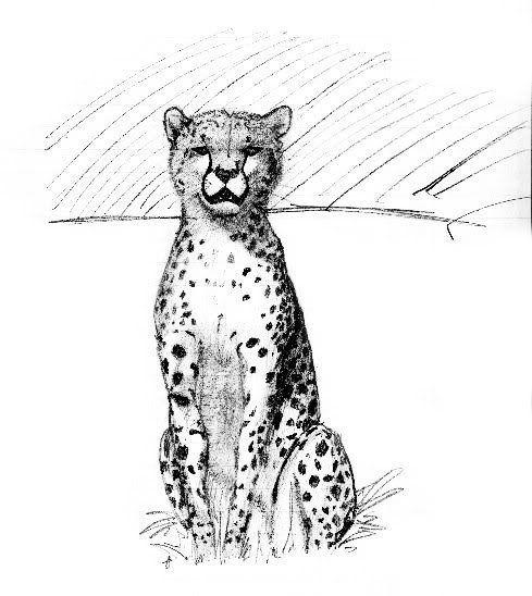 cheetah91v2.jpg