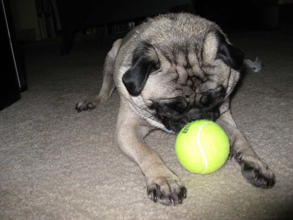 sydneytennisball009.jpg