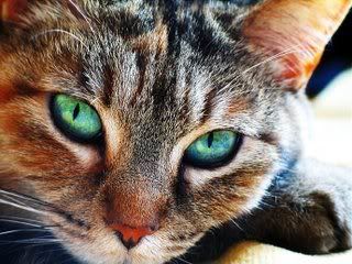brown-cat.jpg Pretty Kitty image by Naya_17ra