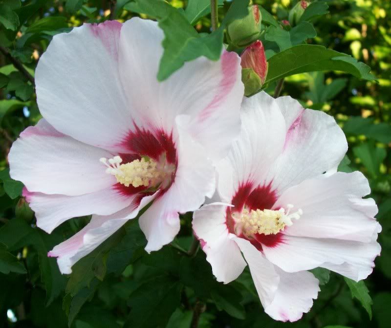 guyana national flower