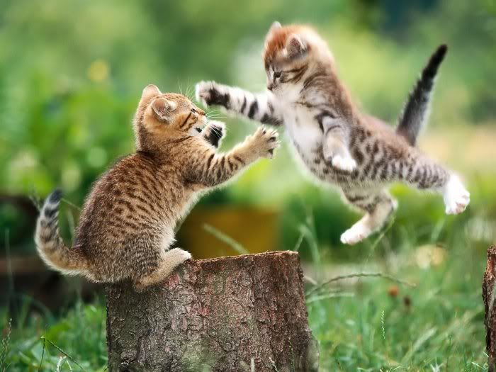 catfight photo: catfight catfight.jpg