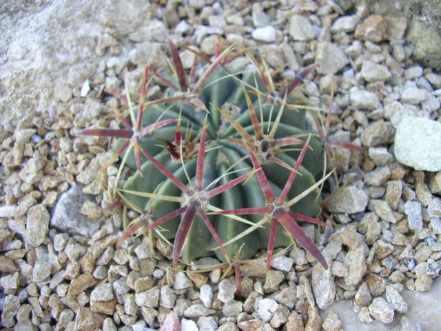 Ancistrocactuscrassihamatus.jpg