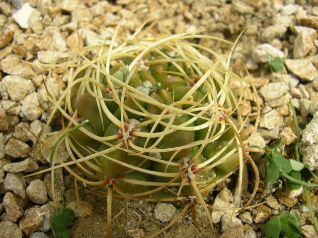 Astrophytum.jpg