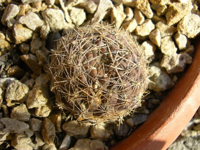 Copiapoa.jpg