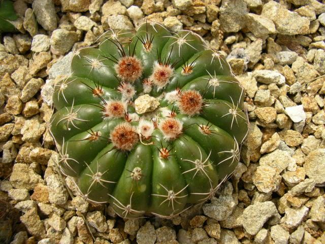 Echinocereus.jpg