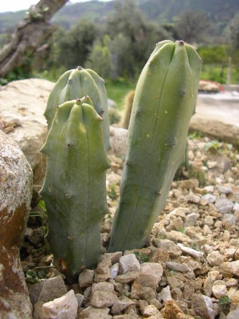 Myrtillocactus.jpg