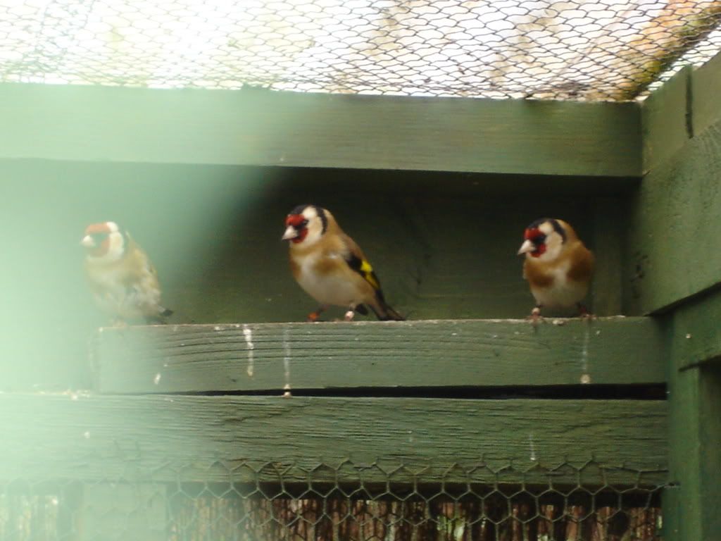 Goldfinches-1.jpg