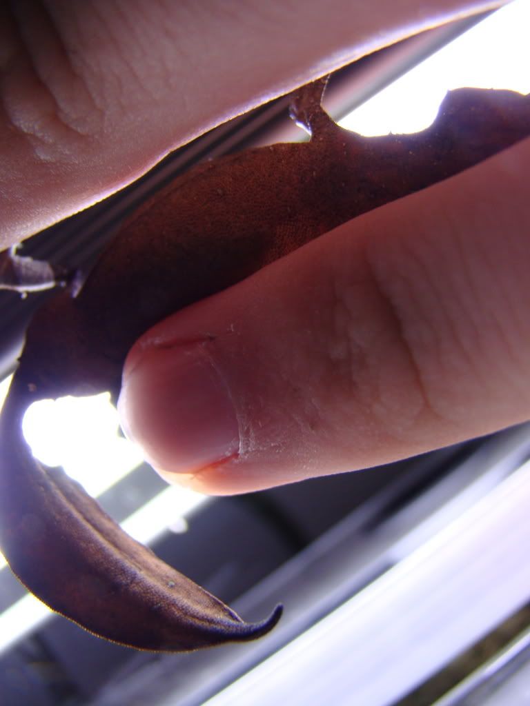 DSC04414.jpg