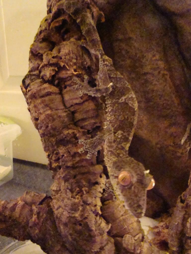 DSC04817.jpg