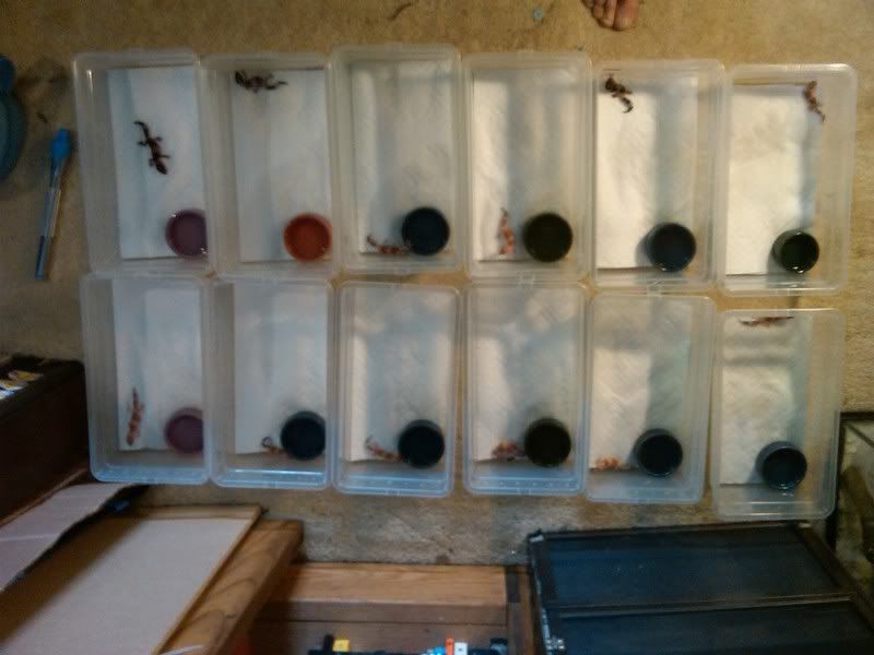 12bins.jpg