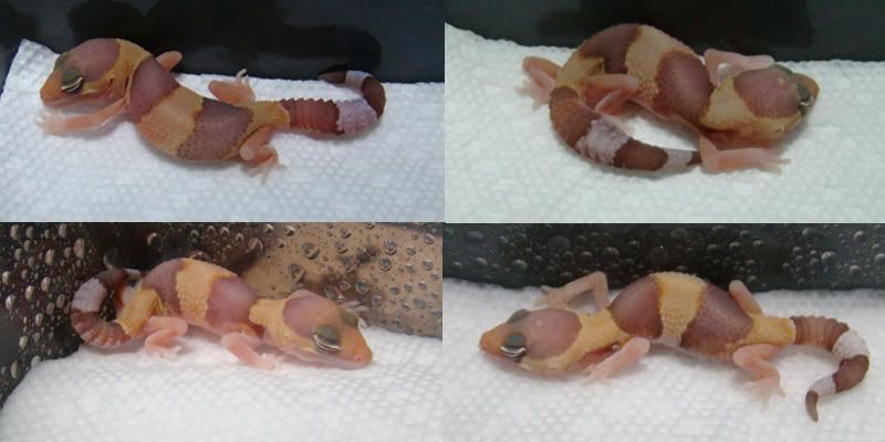 albino.jpg