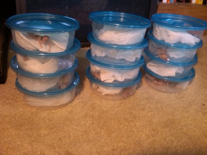 babysincontainers.jpg