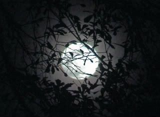 Moon, through the leaves Pictures, Images and Photos