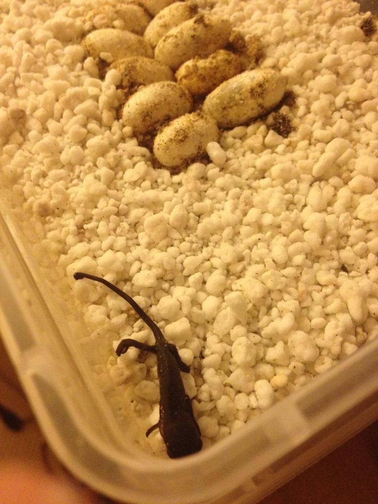 Nosy Faly panther chameleon eggs hatching! Reptile Forums