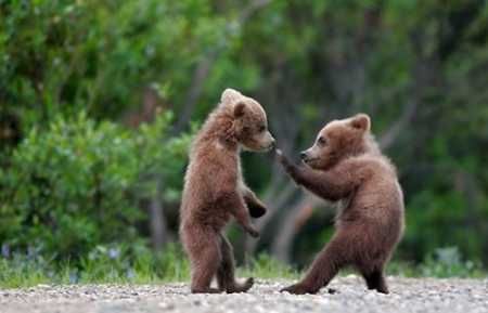 [Image: baby-bears-fight.jpg]