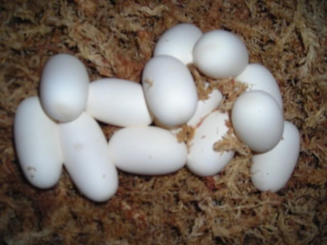 DSCN5200.jpg