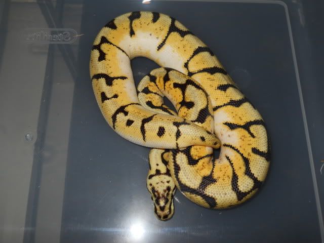 DSCN6368.jpg