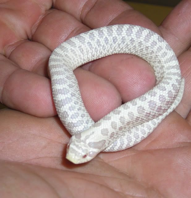 SNAKES1485.jpg