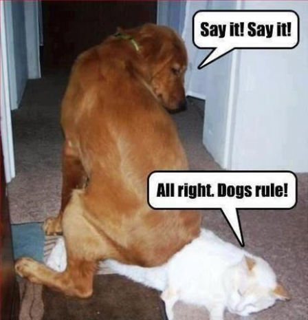 dogs-rule-cats-drool1-448x465_zpsc0b76812.png