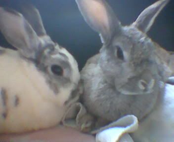 bunnies-1.jpg