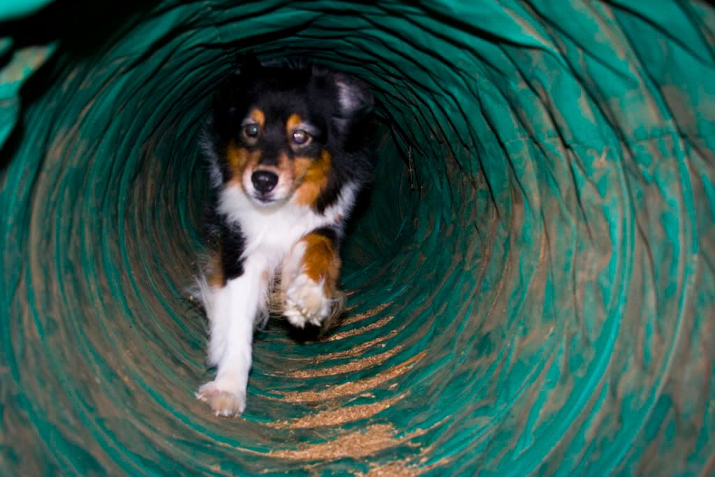 IMAGE: http://i253.photobucket.com/albums/hh49/danstatler/My%20Pictures/Barron/Agility12.jpg