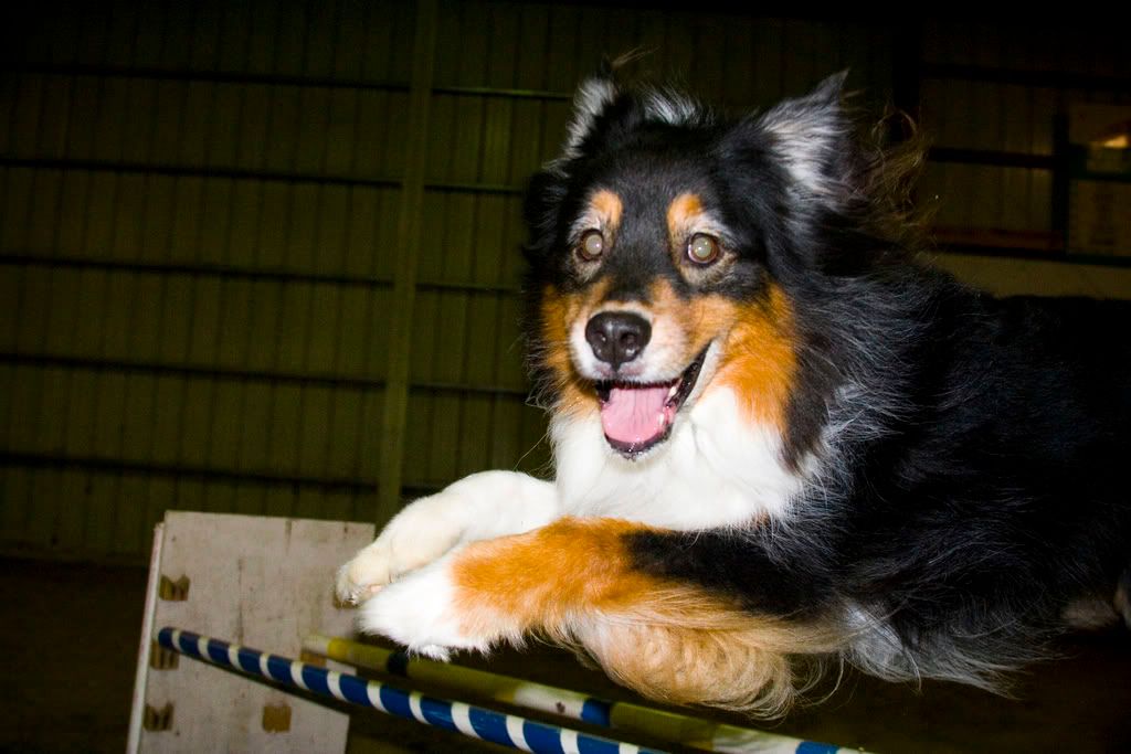 IMAGE: http://i253.photobucket.com/albums/hh49/danstatler/My%20Pictures/Barron/Agility16.jpg