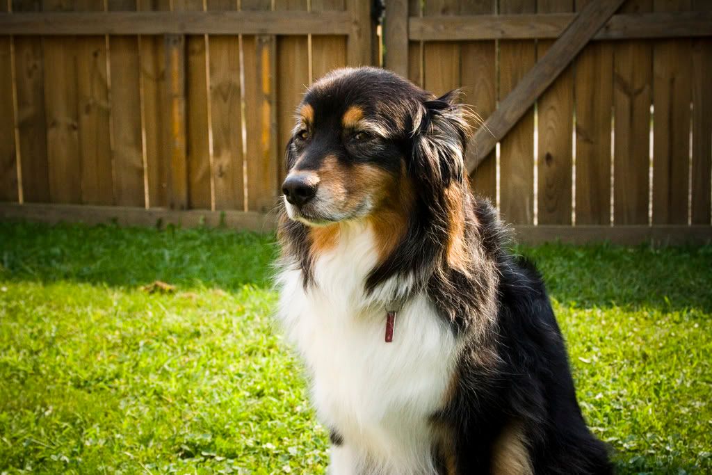 IMAGE: http://i253.photobucket.com/albums/hh49/danstatler/My%20Pictures/Barron/Barron02.jpg