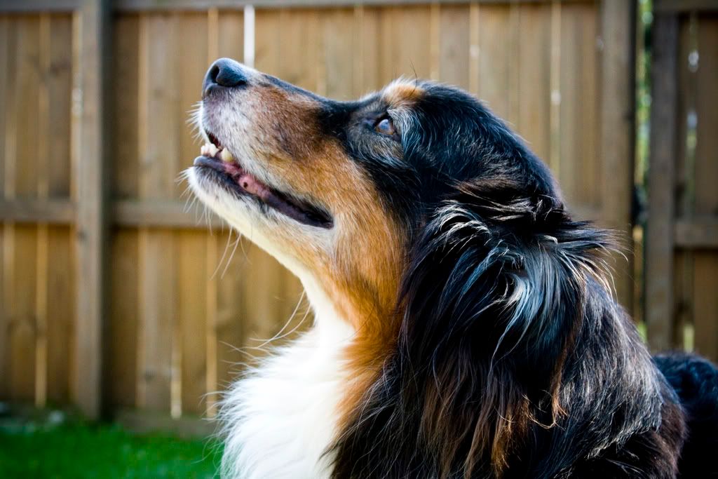 IMAGE: http://i253.photobucket.com/albums/hh49/danstatler/My%20Pictures/Barron/Barron04.jpg