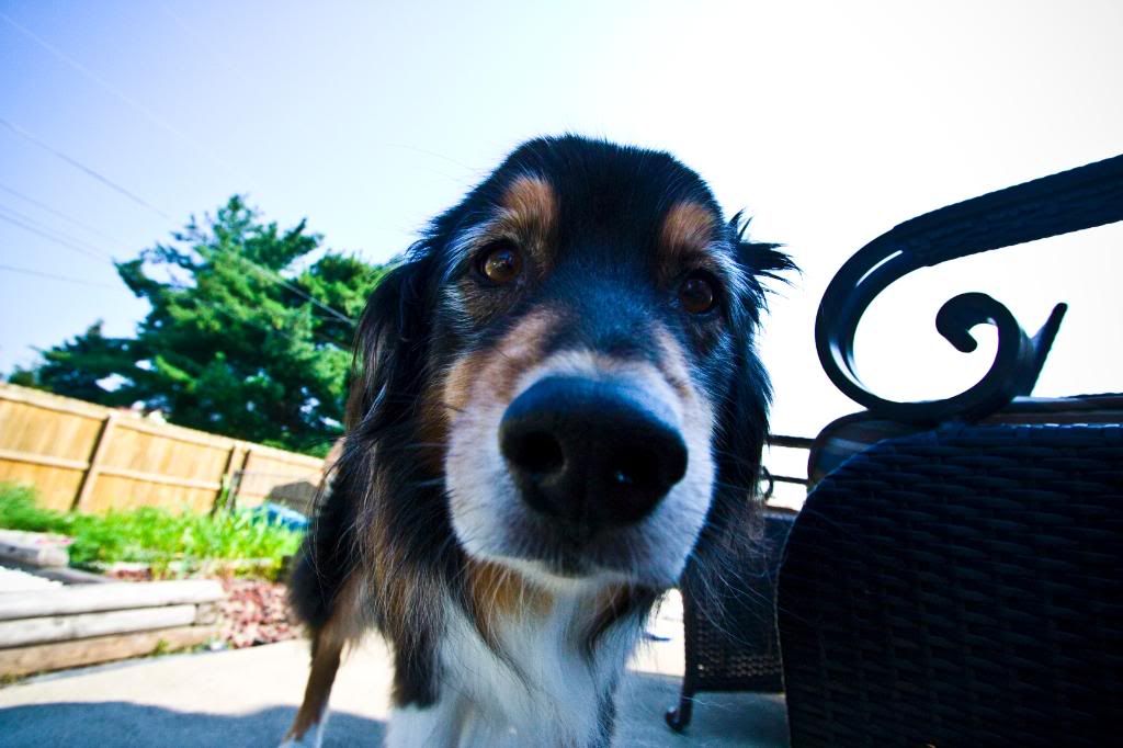 IMAGE: http://i253.photobucket.com/albums/hh49/danstatler/My%20Pictures/Barron/Barron10-22.jpg