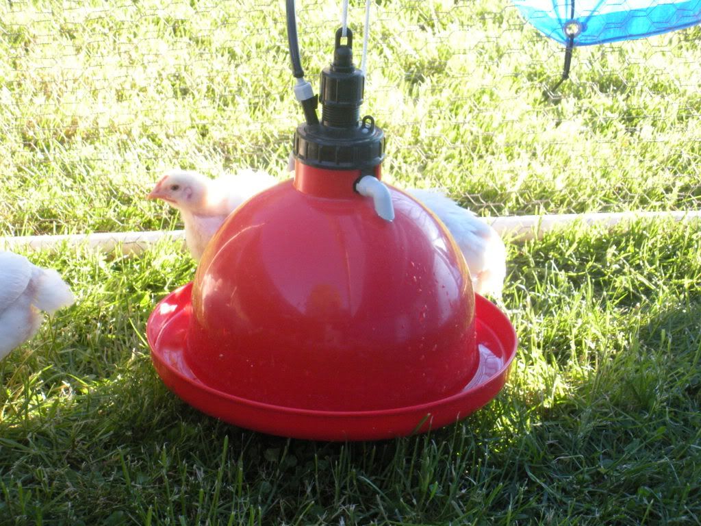 Poop-free waterers - Poultry