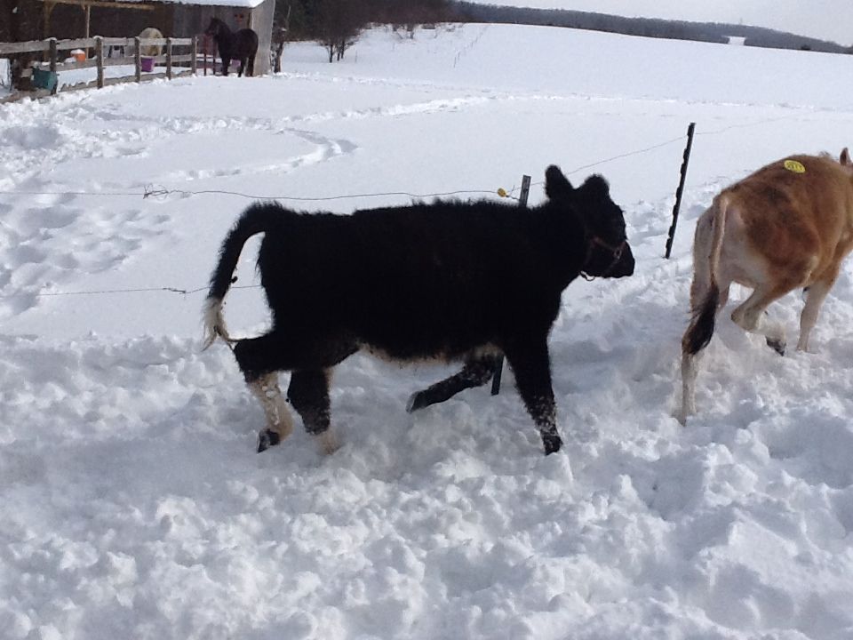 New calves from the auction - Cattle