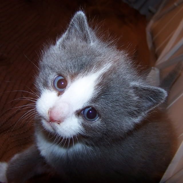 Sanat��lar en �ok KED� sever - Kedi Resimleri (4. Katalog)