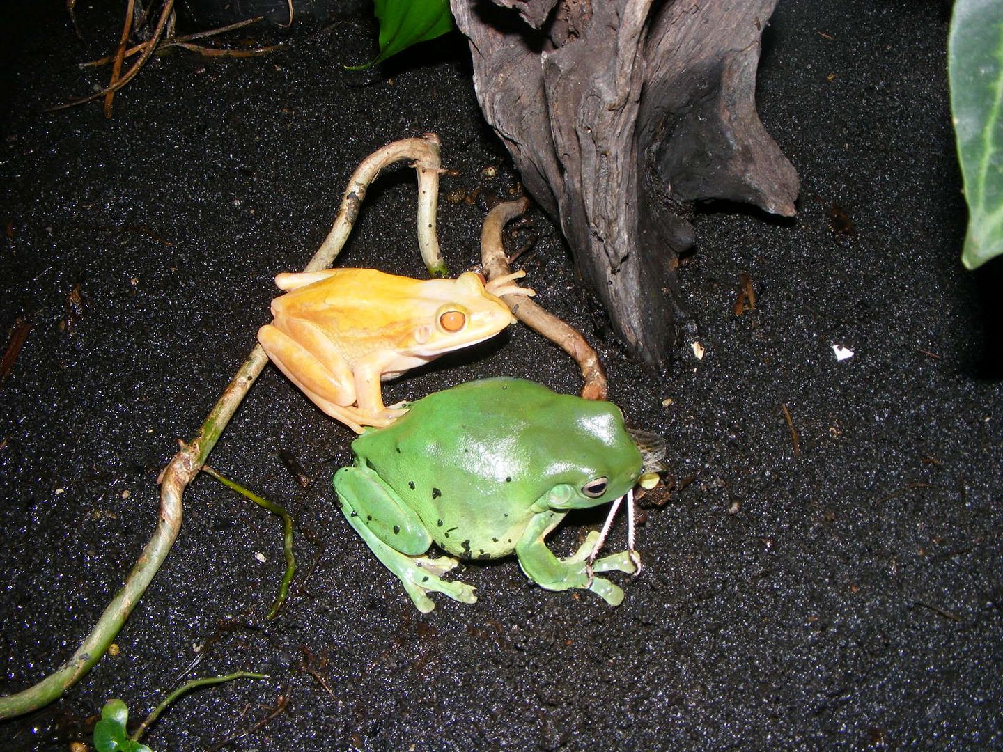 2007_0408FROG0025.jpg