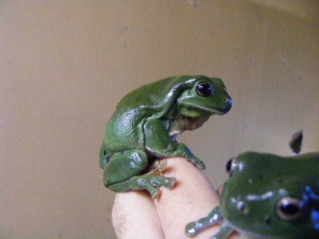 2007_0408FROG0066.jpg