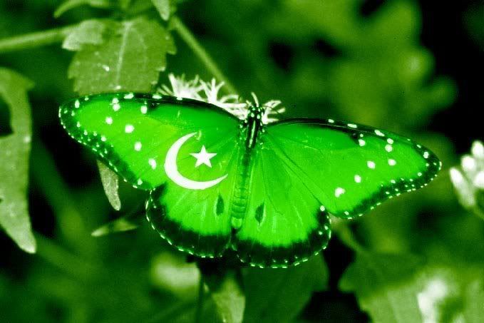 Butterfly Pakistan Flag
