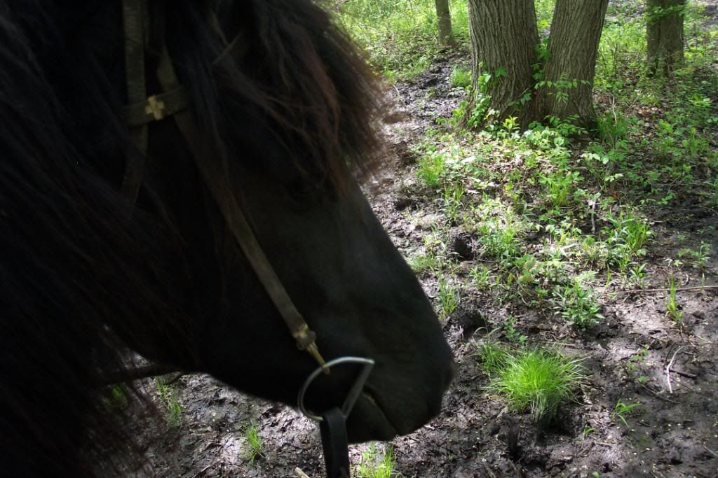 Homestead Pictures Thread.. - Homesteading Questions