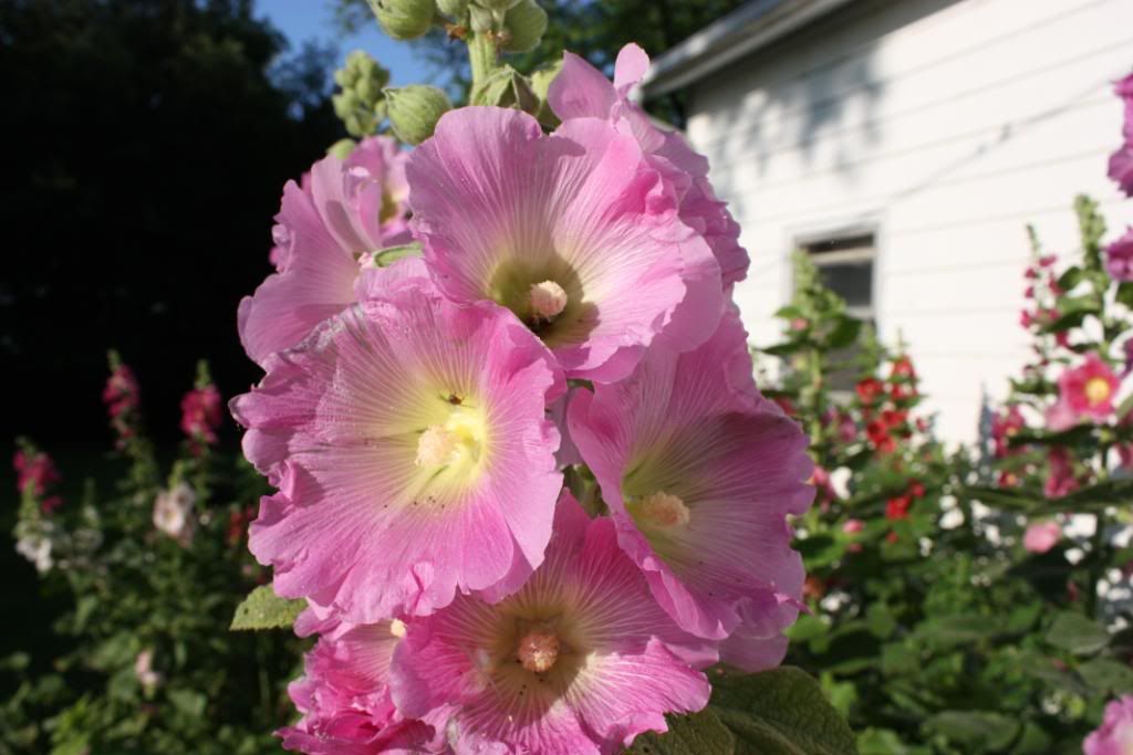 Homestead Pictures Thread.. - Homesteading Questions