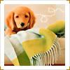 puppy Pictures, Images and
Photos