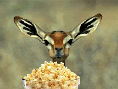 deereatingpopcorn-1.gif