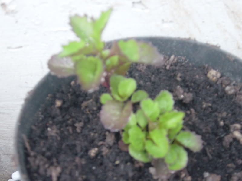DSC00091.jpg