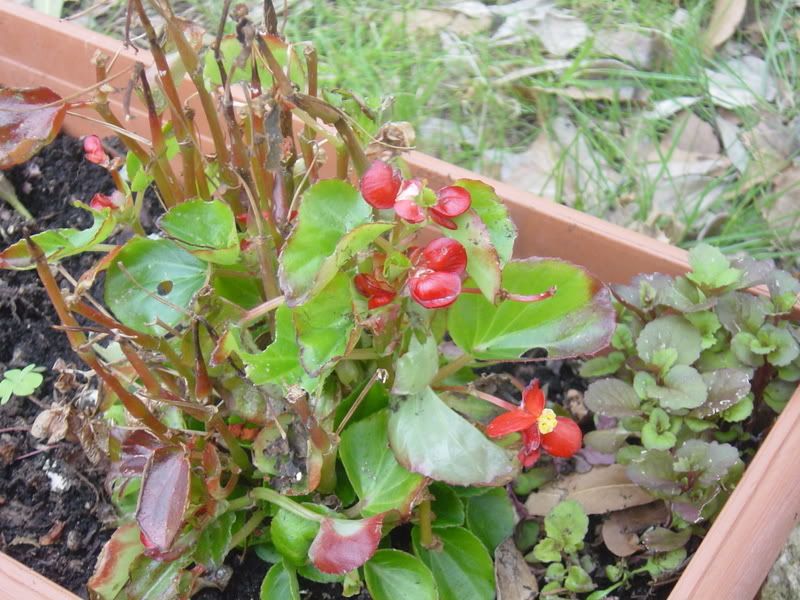 begonia.jpg