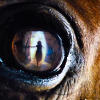 war horse,icons,livejournal
