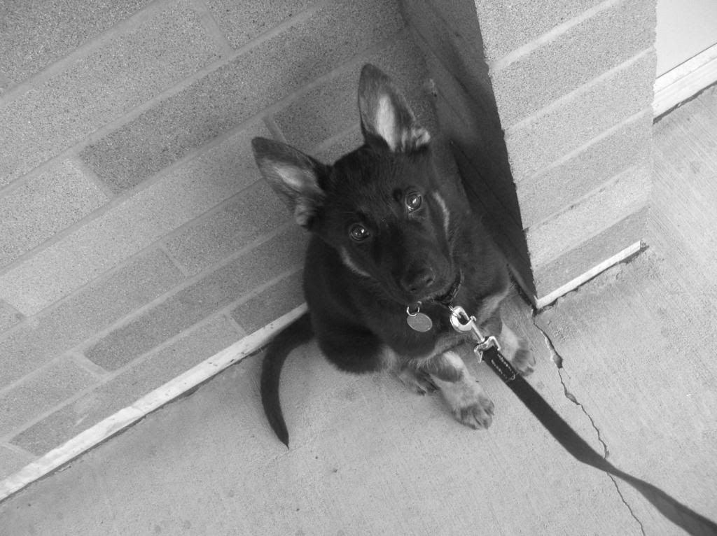 IMAGE: http://i253.photobucket.com/albums/hh55/hellseclipse/trentsweet.jpg