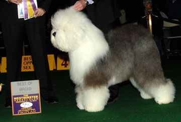 Old English Sheep Dog Best in Breed 2013 photo DN31271401_zps8f9ea3c5.jpg