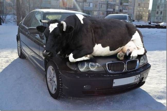 Cow on a BMW photo Mail-Attachment_zps0fa606ca.jpg