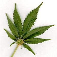  photo Marijuana.jpg