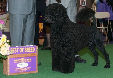 Portuguese Water Dog Best of Goup 2013 photo WS39134601_zps4ab695d1.jpg