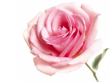 Single pink rose Pictures, Images and Photos